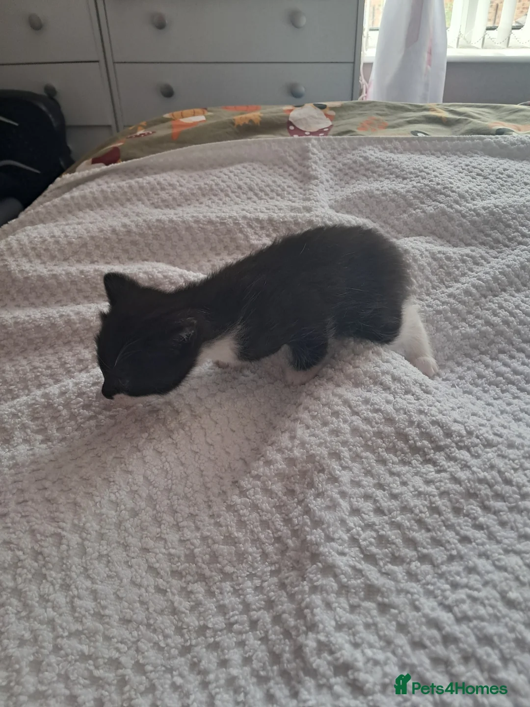 Bengal cats for sale: 3 bengel cross kittens in Shipley - Advert 1