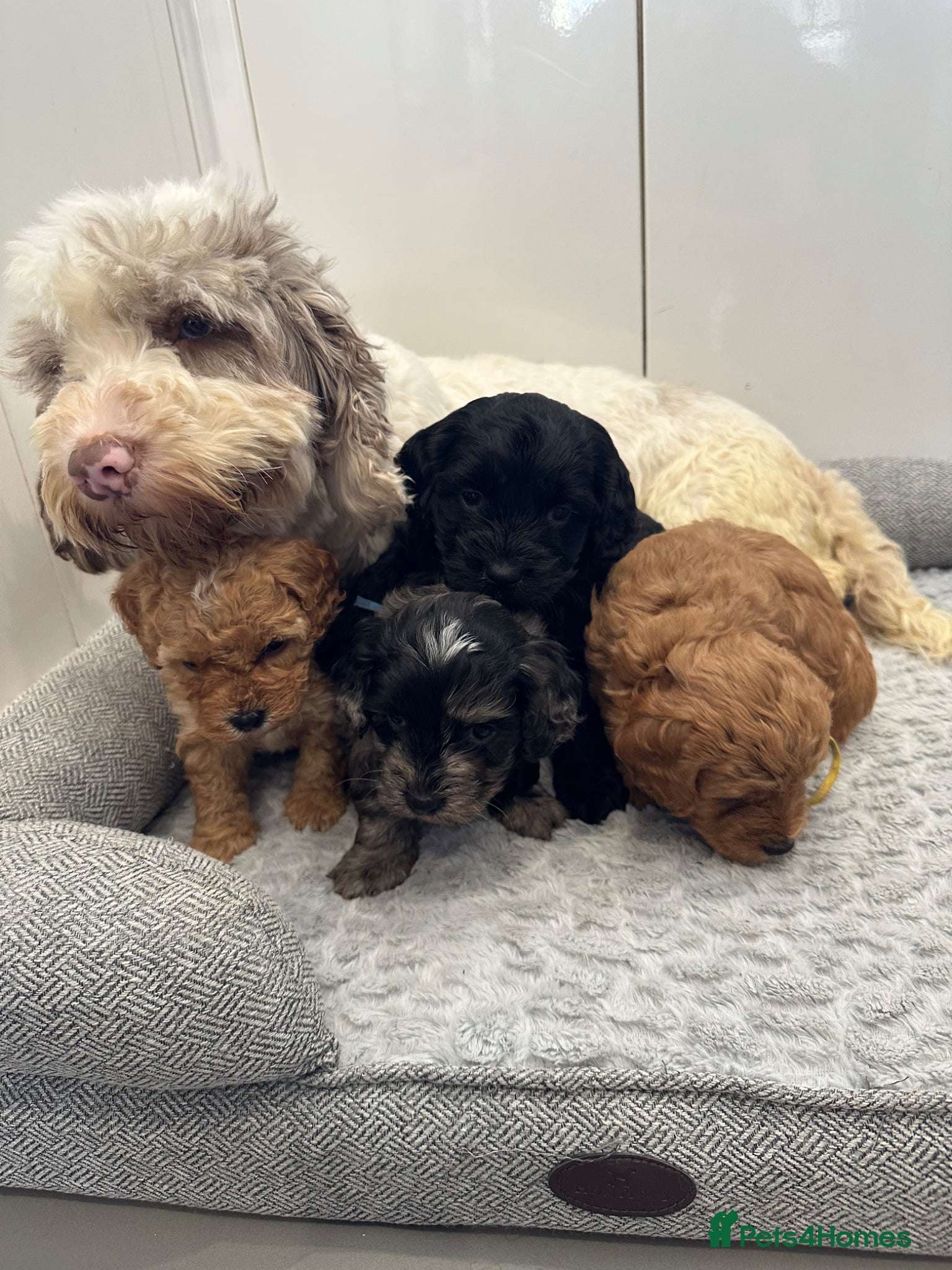 Cockapoo dogs Stunning miniature cockapoos - Advert 4