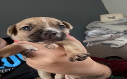 Mixed Breed dogs for sale: Mixed Breed Puppies  - Image 8