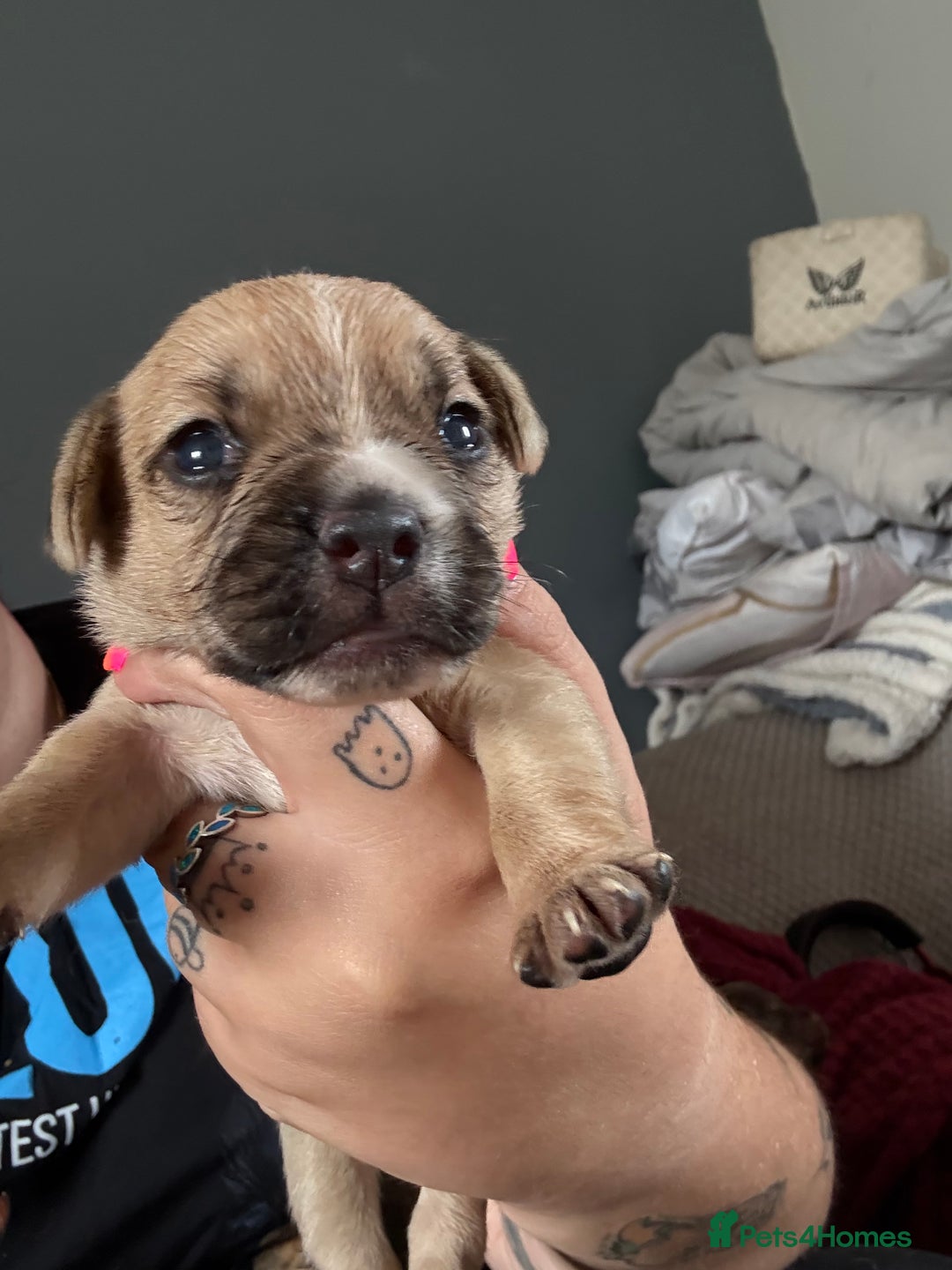 Mixed Breed dogs for sale: Mixed Breed Puppies  - Image 8