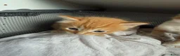 Domestic Shorthair cats for sale: Stunning Domestic Shorthair Kittens - Advert 14
