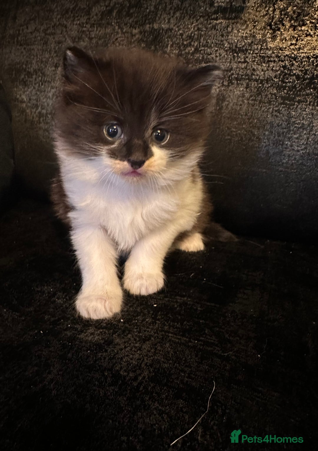 Mixed Breed cats for sale: Two Adorable Kittens Ready For New Home - Advert 15