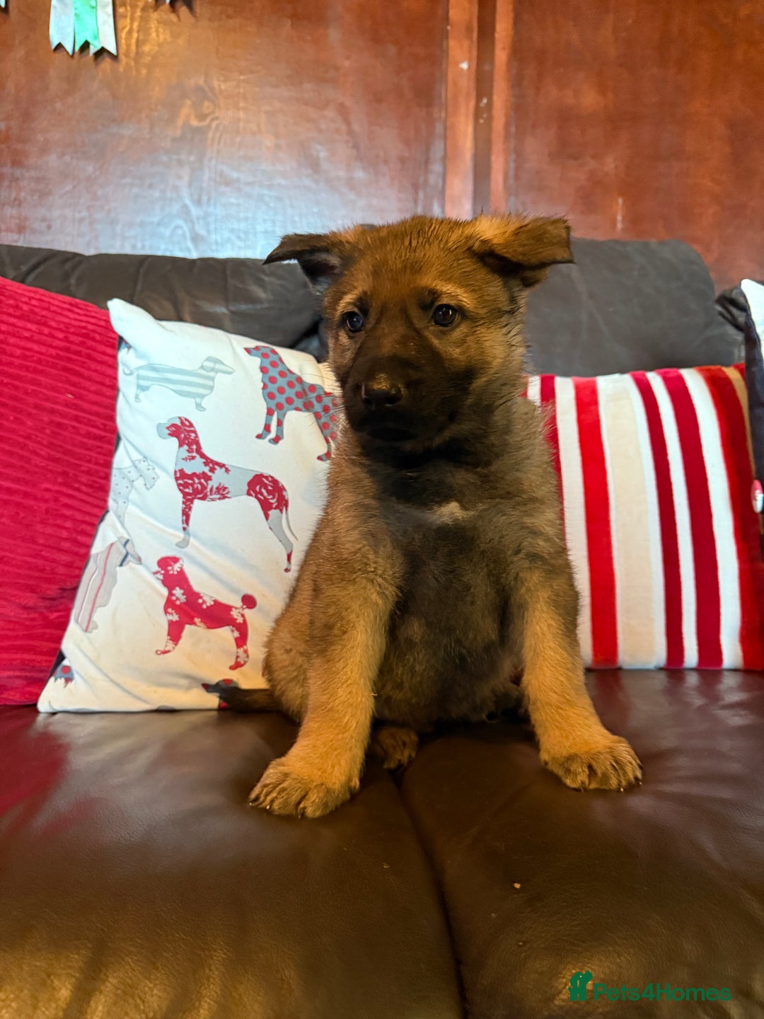 German Shepherd dogs for sale: Beautiful kc reg working line German shepherds  - Advert 5
