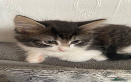 Mixed Breed cats for sale: Mix maine cone kittens  - Image 21