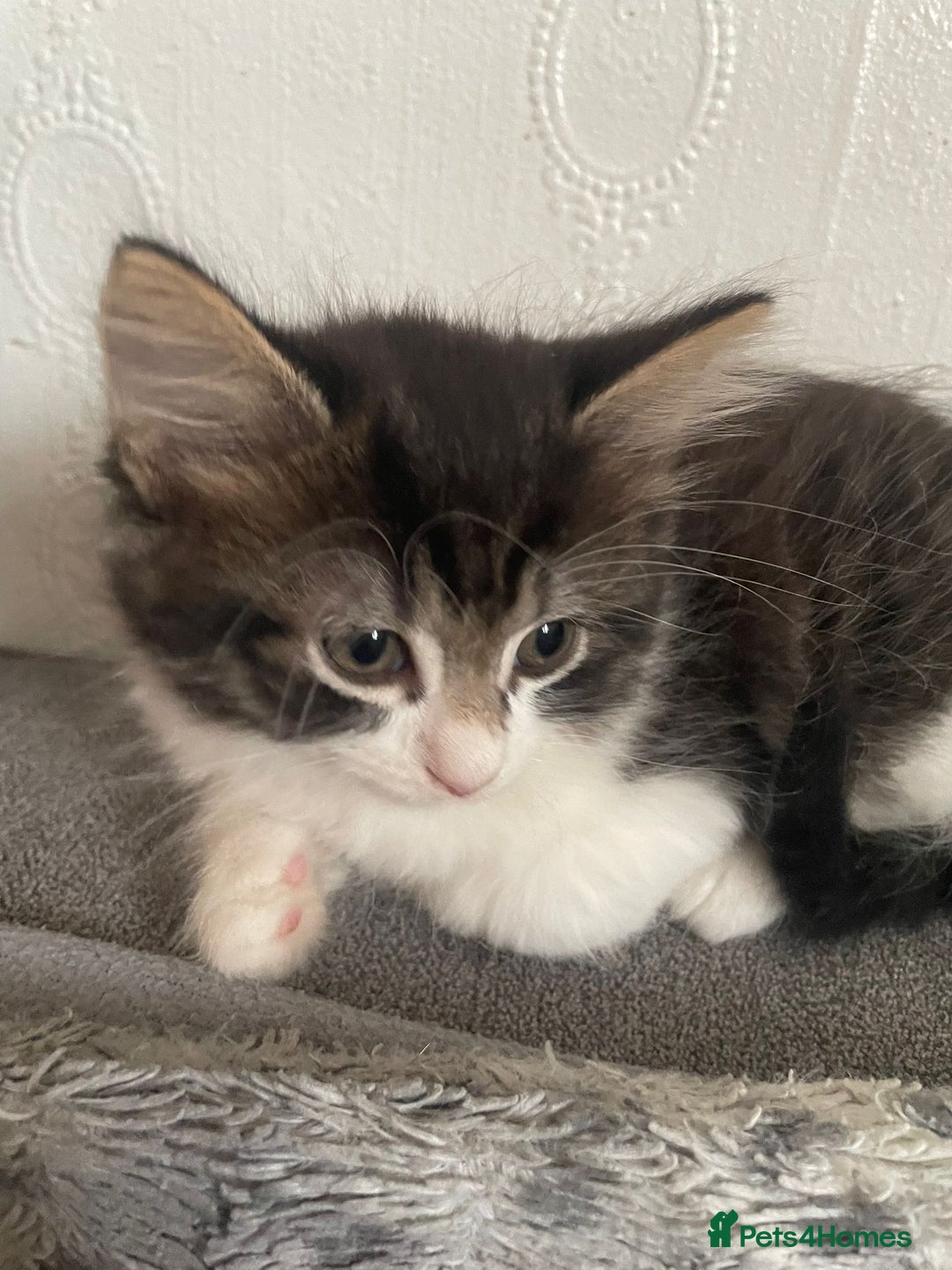 Mixed Breed cats for sale: Mix maine cone kittens  - Image 21