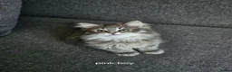 Siberian cats for sale: Lovely grey Siberians. - Advert 5