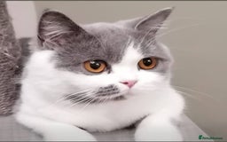 British Shorthair cats for sale: British Shorthair  - Image 5