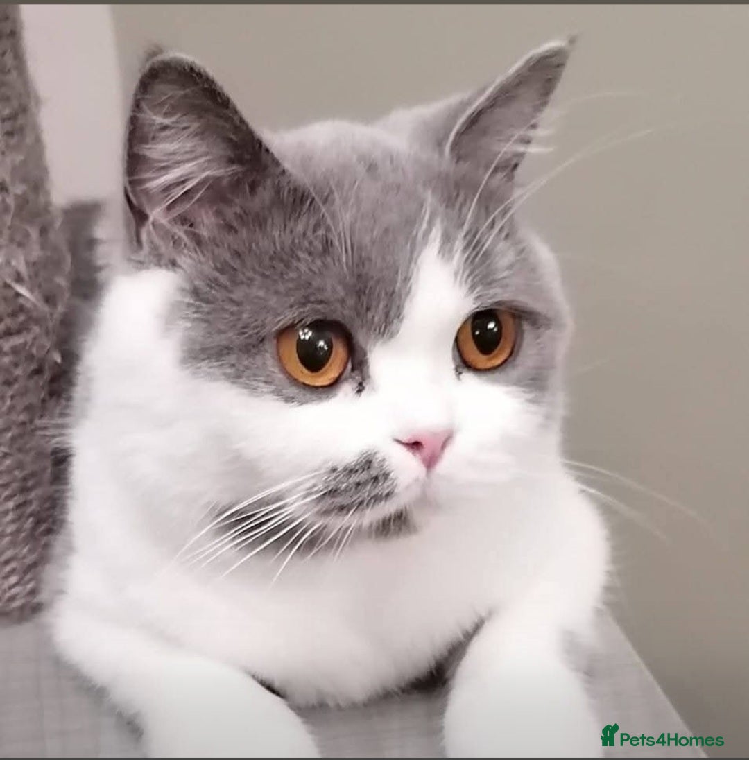British Shorthair cats for sale: British Shorthair  - Image 5