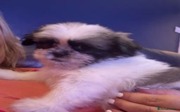 Mixed Breed dogs for sale: Shiranian boy puppies ready now  - Image 4