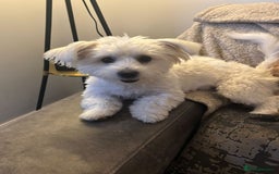 Maltese dogs for sale: Maltese terrier - Image 2