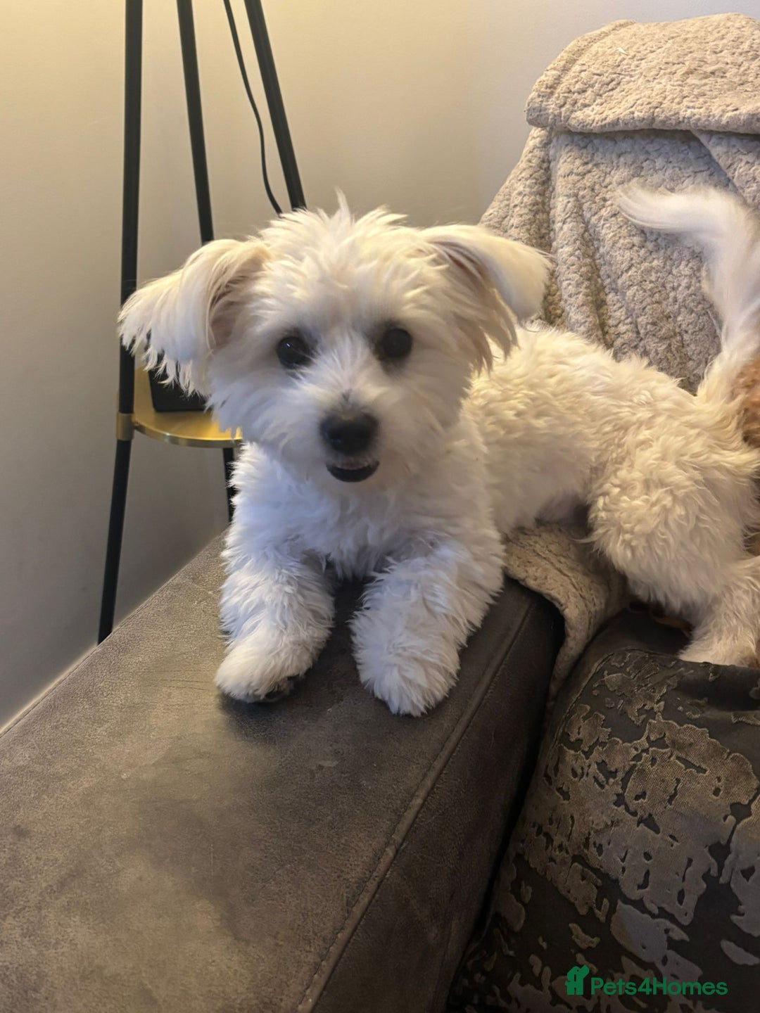 Maltese dogs for sale: Maltese terrier - Image 2