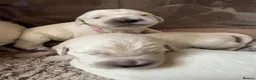 Golden Retriever dogs for sale: Beautiful Golden Retriever Puppies born 21/06/26 - Advert 8