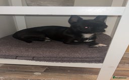 Chihuahua dogs for stud: Male Chihuahua For Stud - Image 4