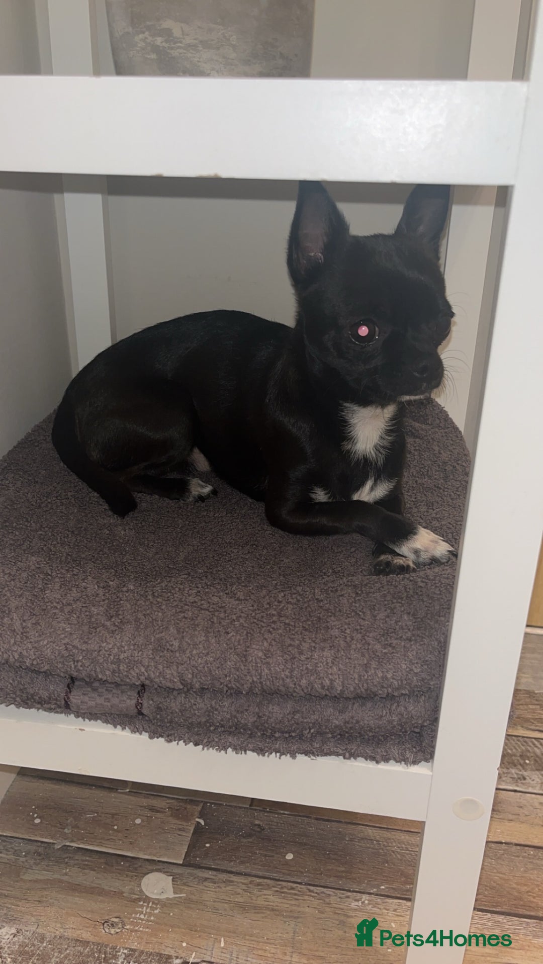Chihuahua dogs for stud: Male Chihuahua For Stud - Image 4