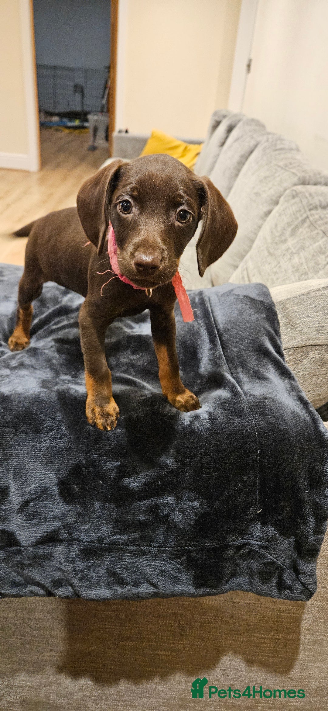 Mixed Breed dogs for sale: Beautiful Jackapoo puppies for sale- Available now - Advert 3