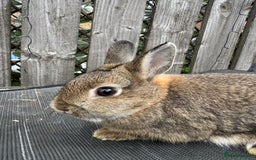 Netherland Dwarf rabbits for sale: Netherlands Dwarf Rabbits - Image 2