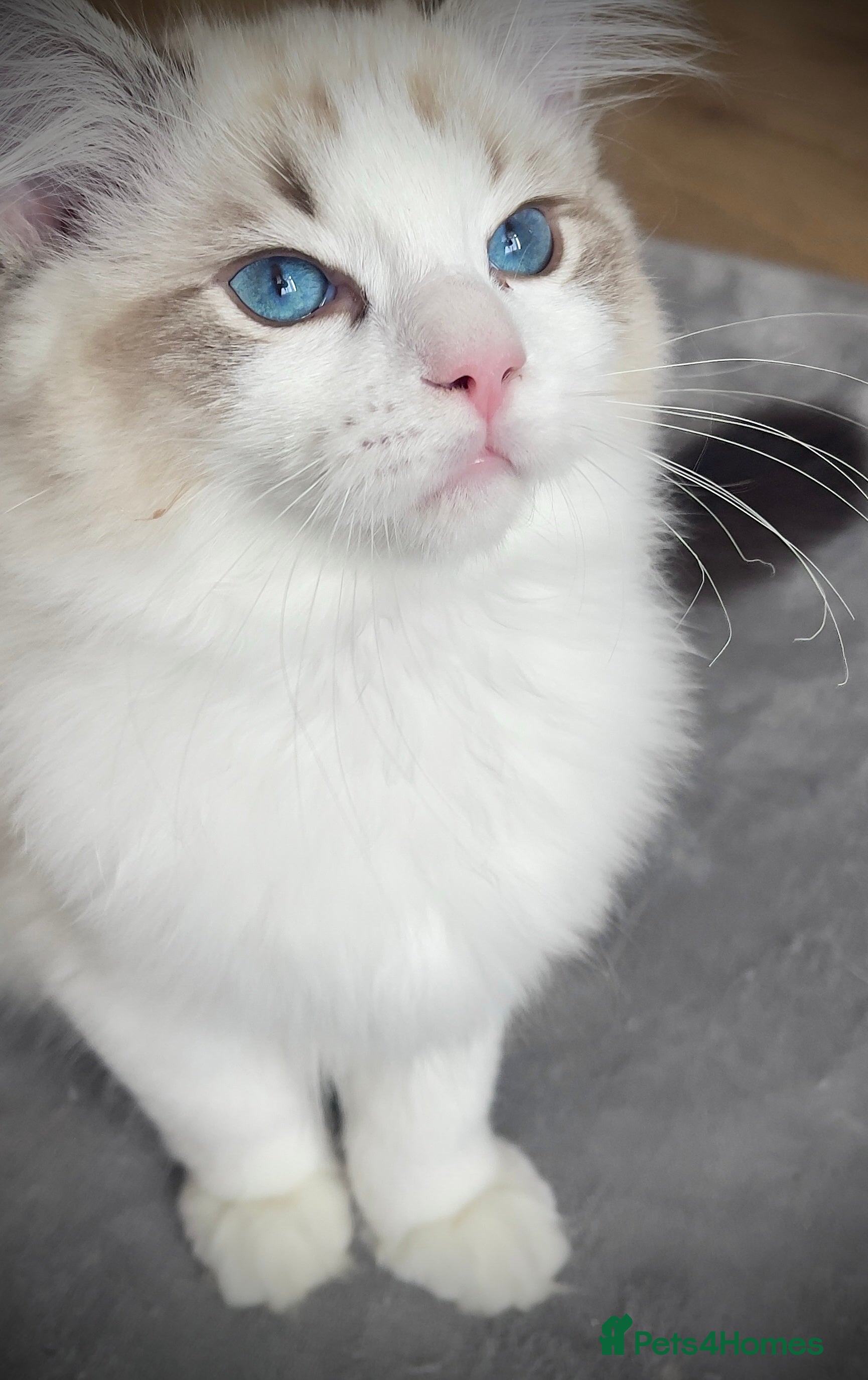 Ragdoll cats 🌟 Stunning TICA Ragdoll Kittens – Ready Now! - Advert 12