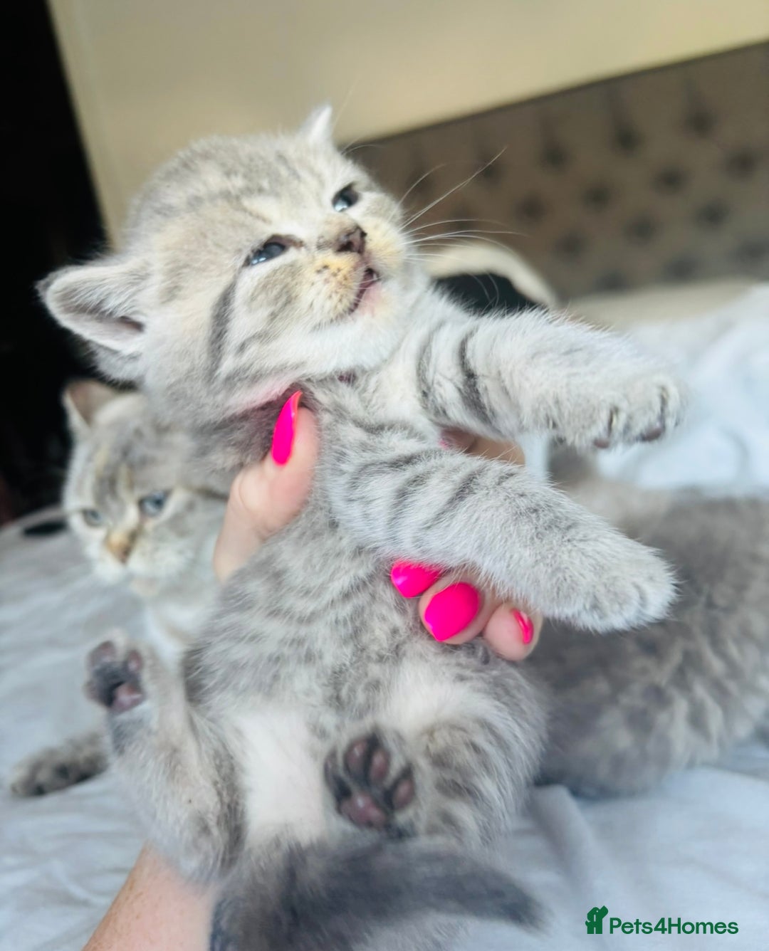 British Shorthair cats for sale: British short hair kittens  - Image 14