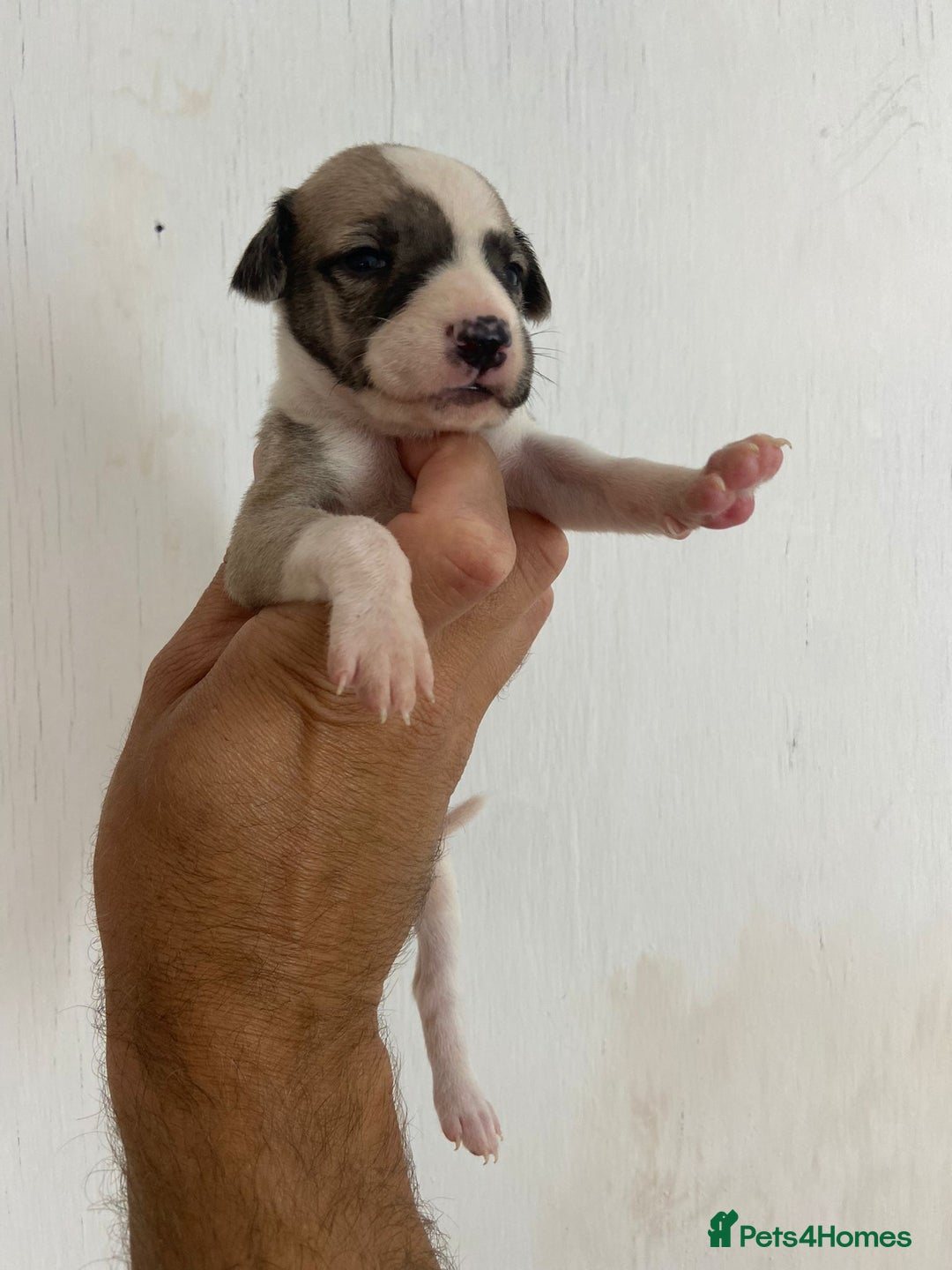Whippet dogs for sale: Stunning kc reg whippet puppies  - Image 10