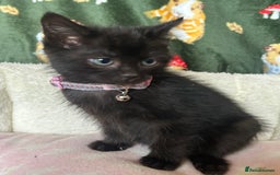 British Shorthair cats for sale: Beautiful Blue Eyed White Kittens - Image 4