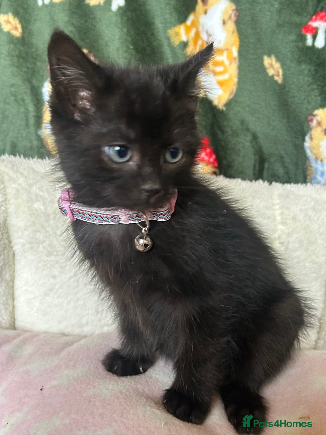 British Shorthair cats for sale: Beautiful Blue Eyed White Kittens - Image 4