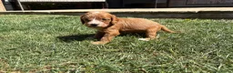 Cavapoo dogs for sale: Cavapoo puppies  - Advert 22