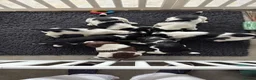 English Springer Spaniel dogs for sale: KC Reg English Springer Spaniel Black & White  - Advert 2