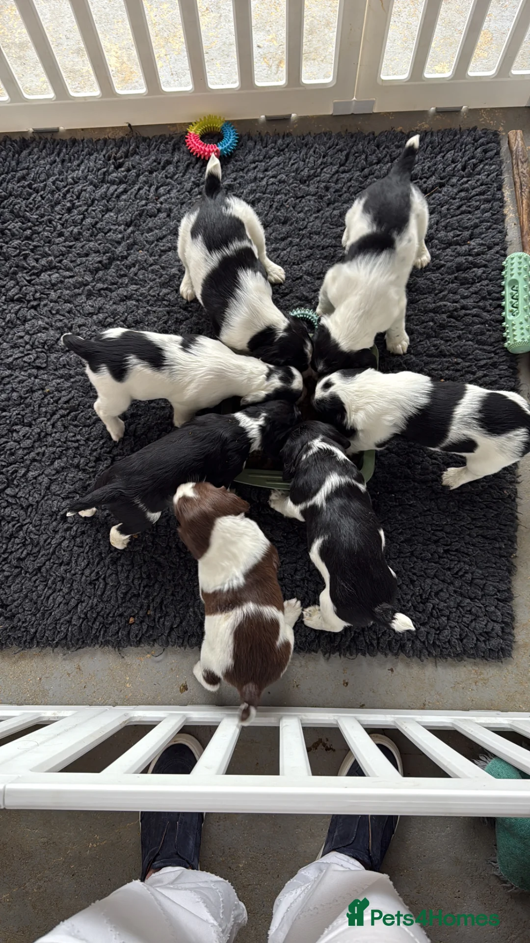 English Springer Spaniel dogs for sale: KC Reg English Springer Spaniel Black & White  - Advert 2