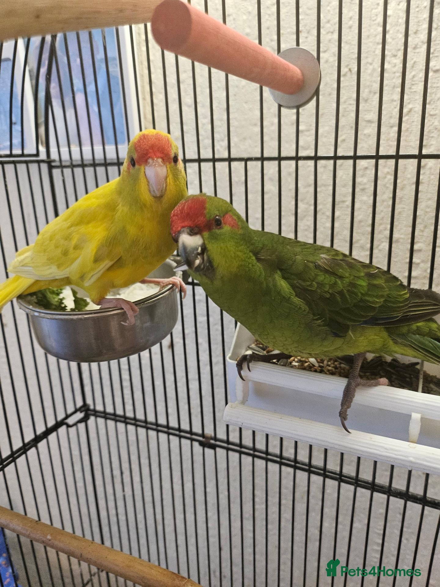 Mixed Breed birds Tame Kakariki chicks  - Advert 11