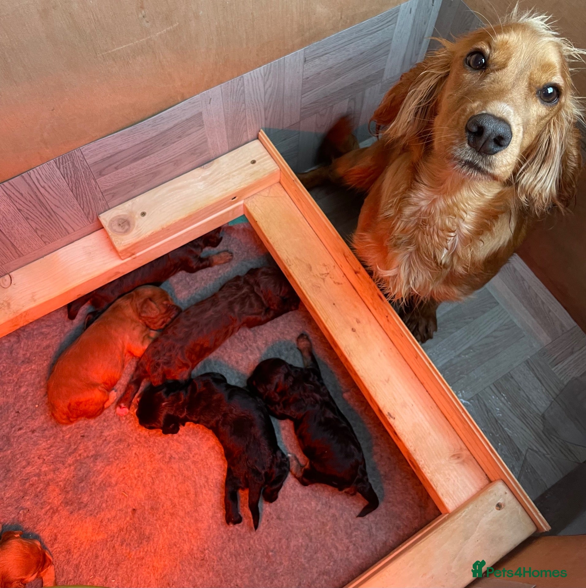 Cockapoo dogs Beautiful litter of cockapoos  - Advert 4