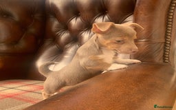 Jack Russell dogs for sale: Fantastic litter of miniature jr rare  colours  - Image 11