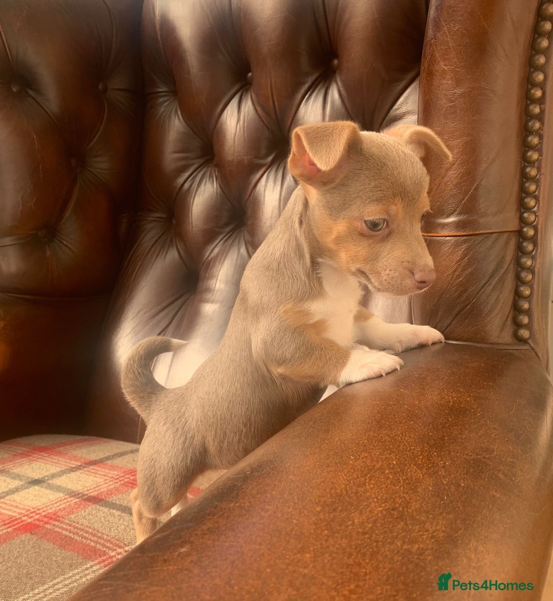 Jack Russell dogs for sale: Fantastic litter of miniature jr rare  colours  - Image 11