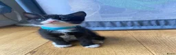 Mixed Breed cats for sale: 8 beautiful kittens available now - Advert 18