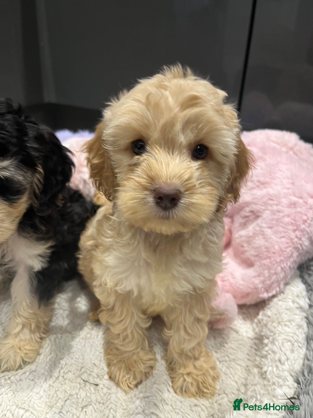 Cockapoo dogs for sale: Beautiful F1 Cockapoo puppies  - Image 20