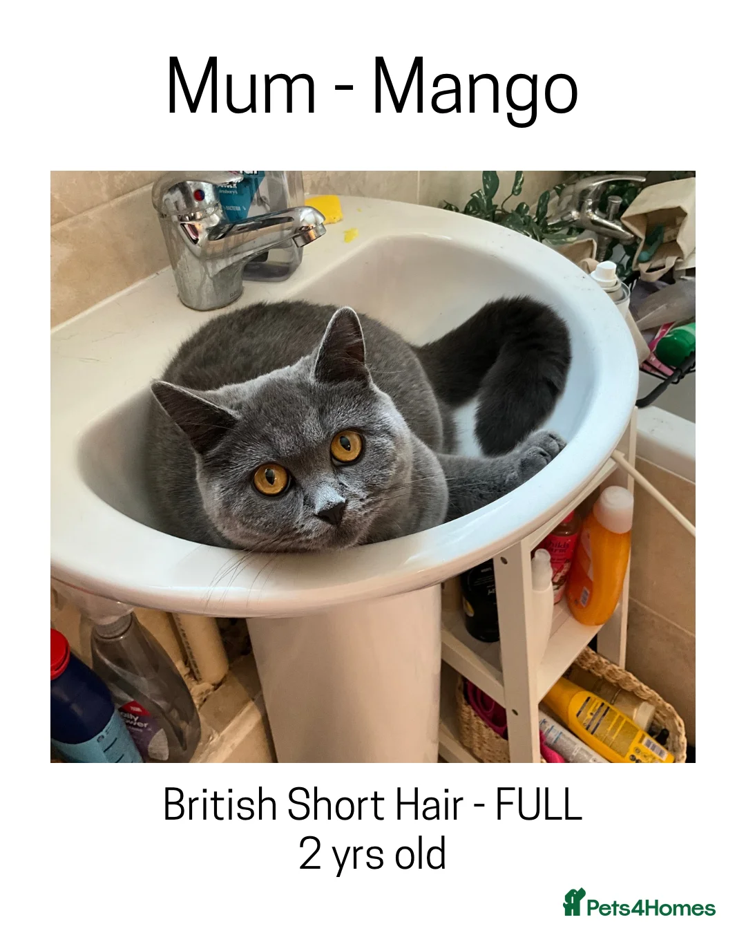 British Shorthair cats for sale: BSH x MOGGY in Southampton - Advert 1