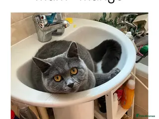 British Shorthair cats BSH x MOGGY - Advert 15