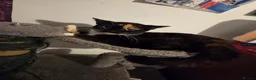 Mixed Breed cats for sale: four little kittens in Edinburgh - Advert 6