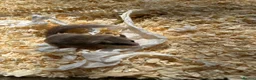 Mouse rodents for sale: Fancy Mice & African Pygmy Doormice Available  - Advert 7
