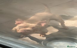 Mixed Breed dogs for sale: Pocket Bully  - Advert 1