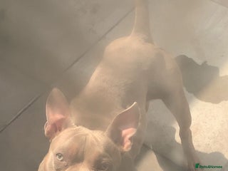 Mixed Breed dogs Pocket Bully - Advert 1