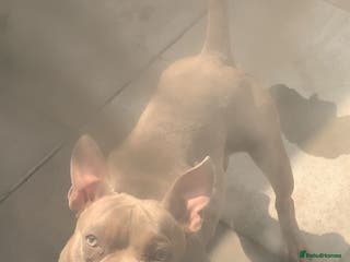 Mixed Breed dogs Pocket Bully - Advert 8