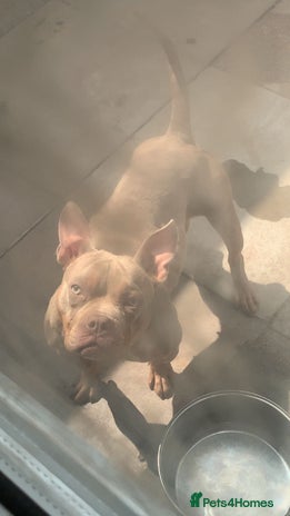 Mixed Breed dogs Pocket Bully - Advert 1