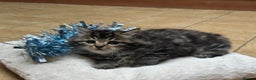 Mixed Breed cats for sale: Beautiful long haired male tabby kitten  - Advert 2