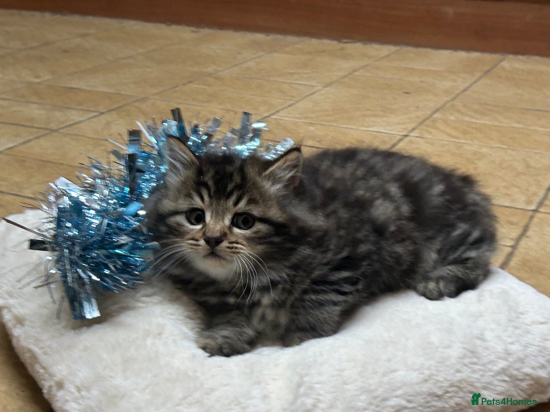 Mixed Breed cats for sale: Beautiful long haired male tabby kitten  - Advert 2