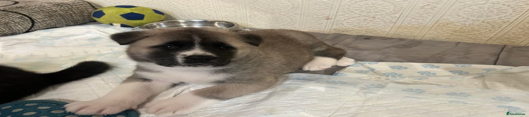 American Akita Puppy Light Brown colour. 