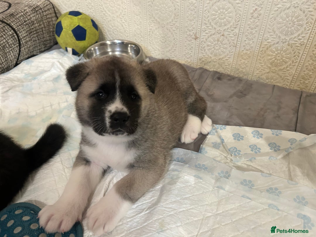 Akita dogs for sale: Akita Puppies for Sale - Advert 8