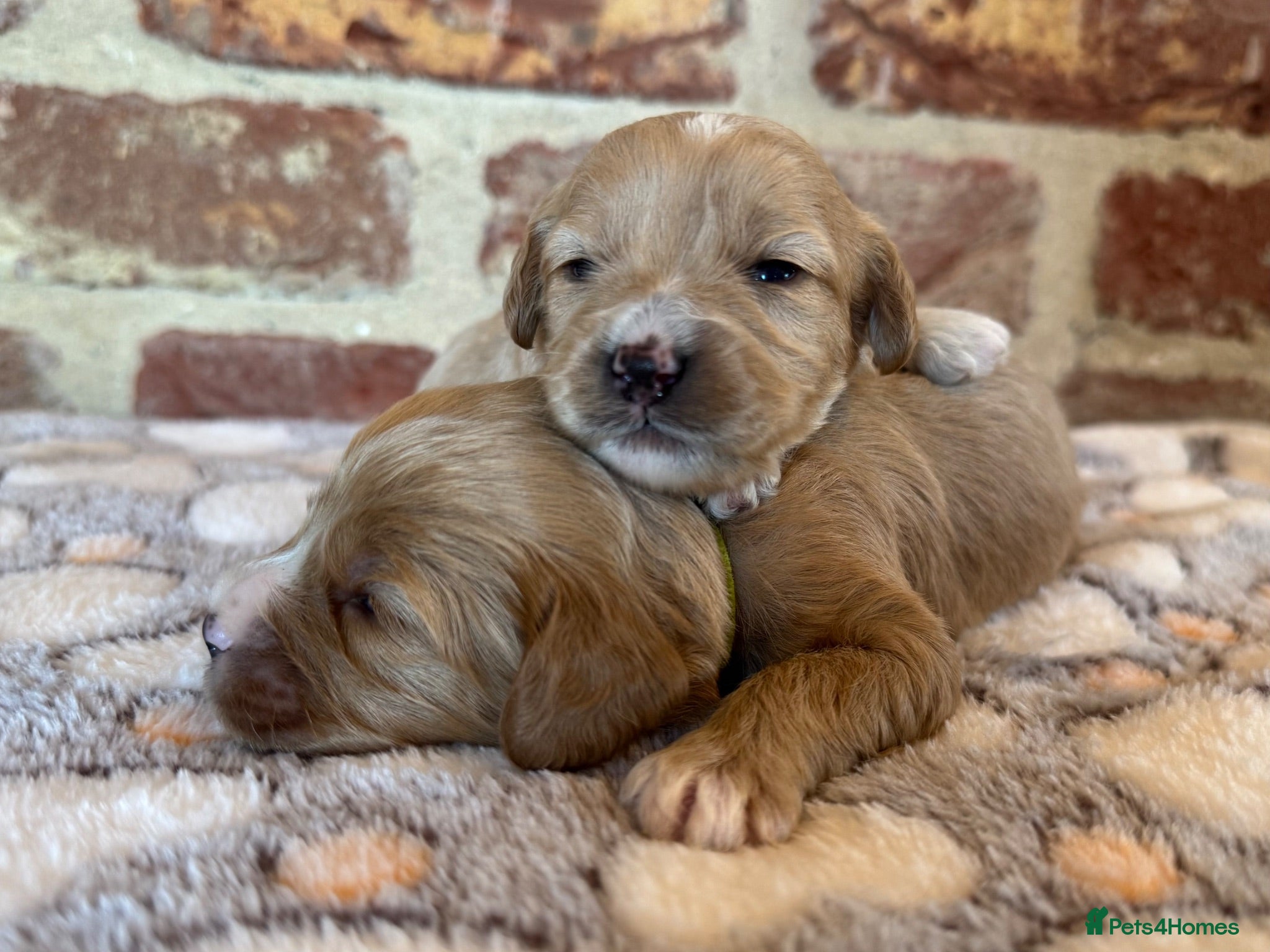 Cavapoo dogs F1 cavapoo males 💙💚 - Advert 1