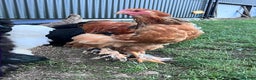 Hens poultry for sale: Rare Buff Brahma Boys-calm and stunning - Advert 5
