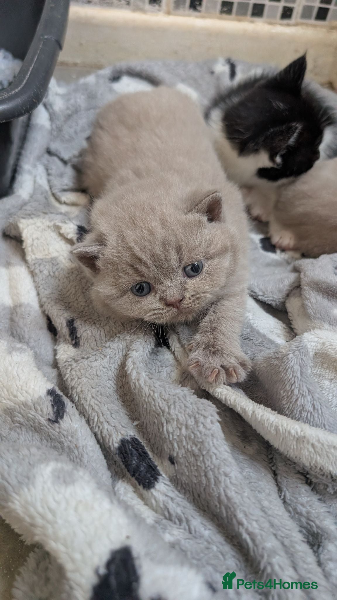 British Shorthair cats Lilac British shorthair kittens - Advert 3
