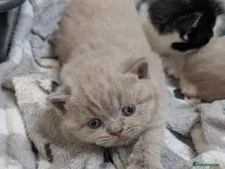 British Shorthair cats Lilac British shorthair kittens - Advert 3